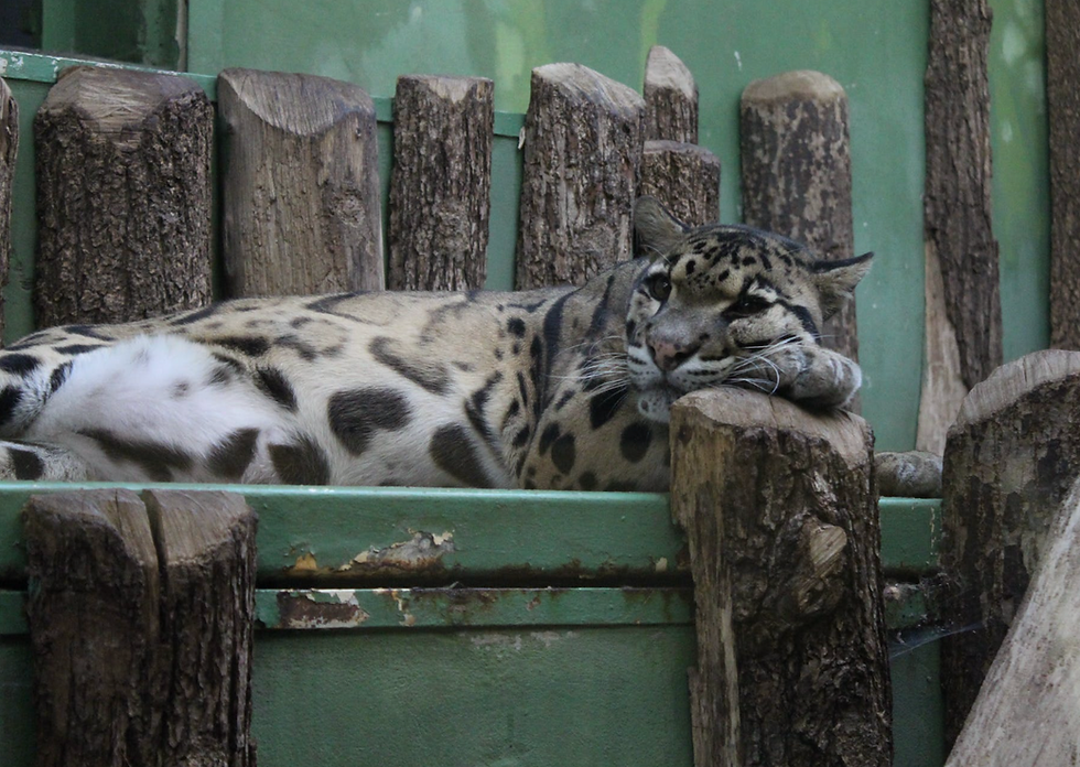 Clouded leopard resting in a zoo.