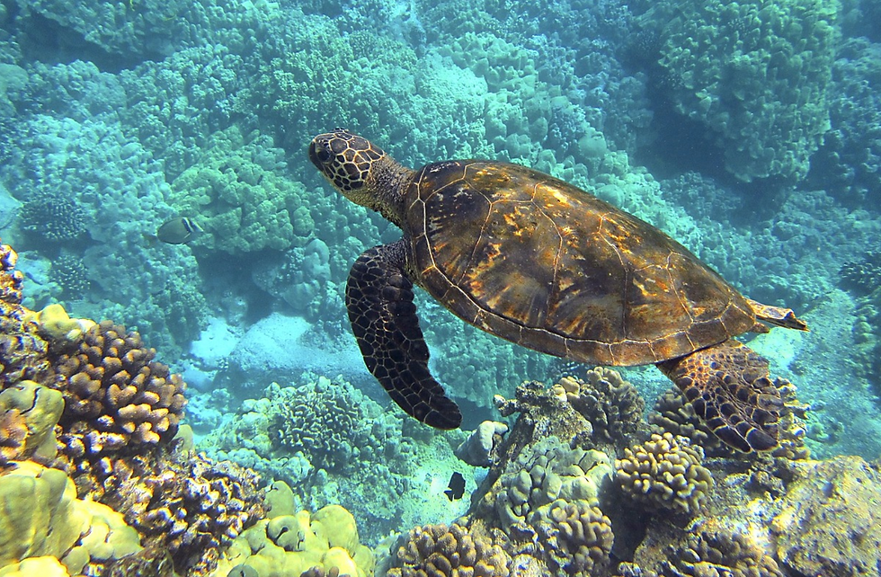 Sea turtle swimming in the ocean.