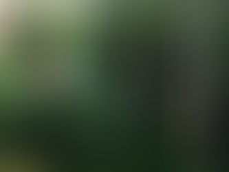 Cats, Orangutans & Sunbears, Oh My!