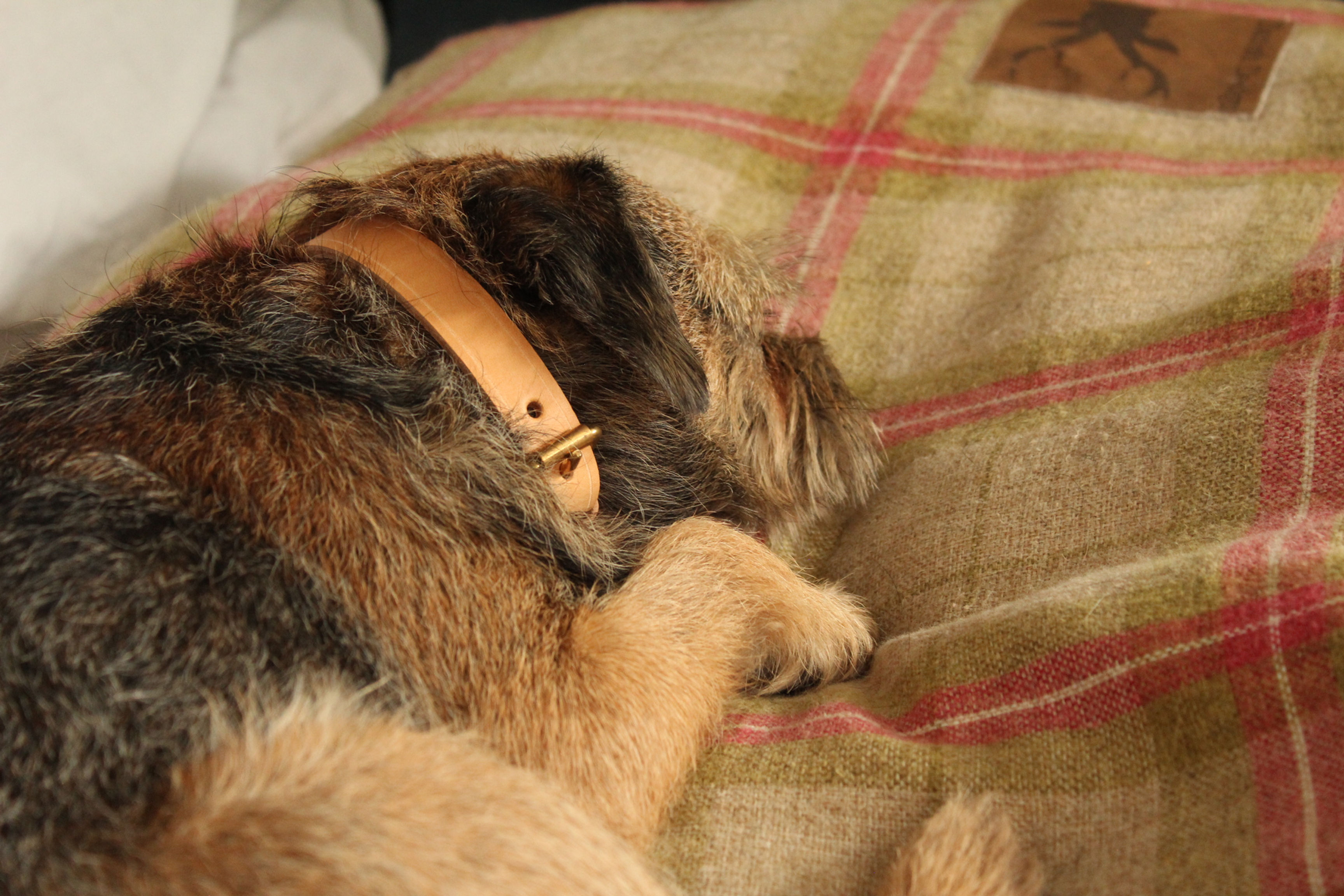 Honey Working Dog Set