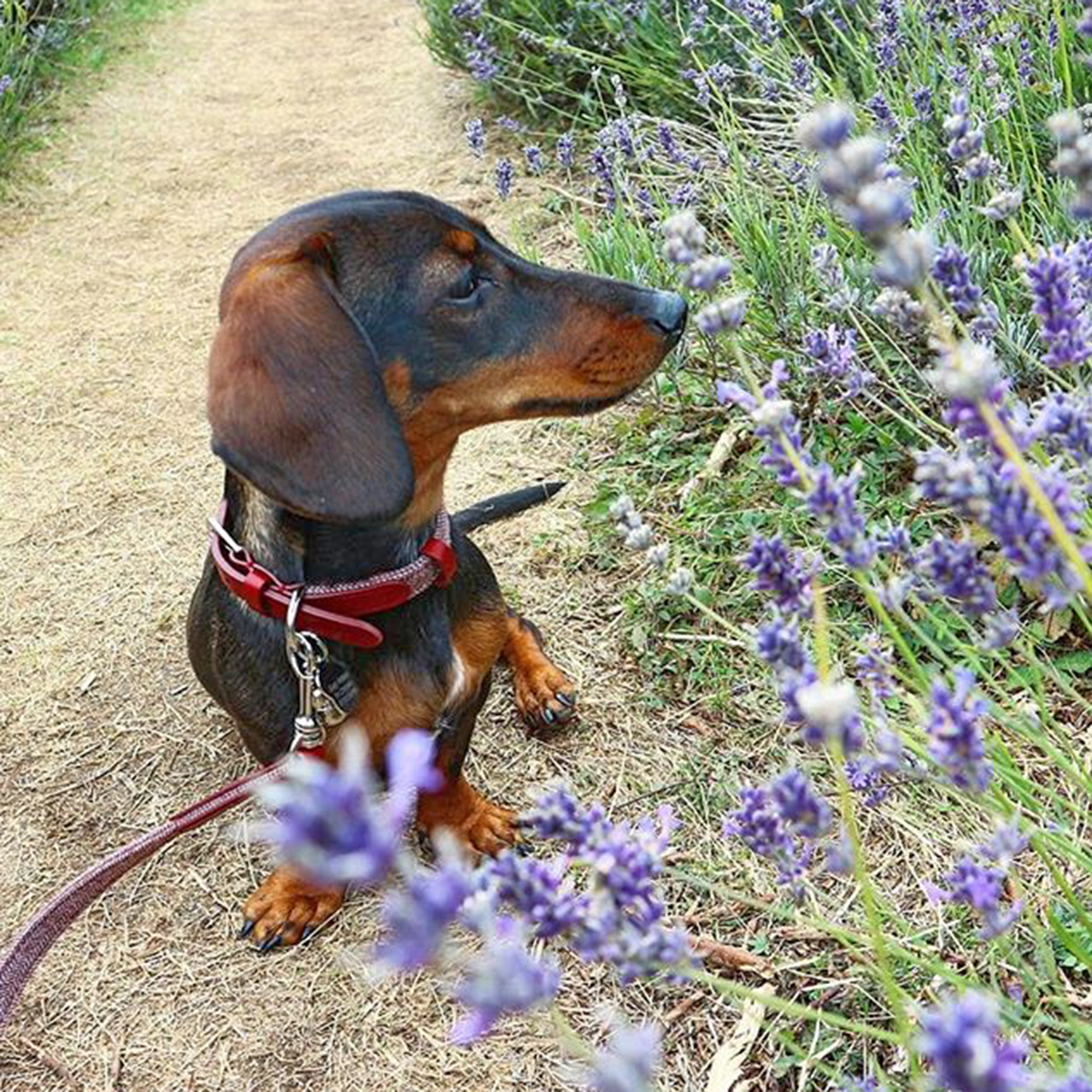 Belle Maple Tweed Set