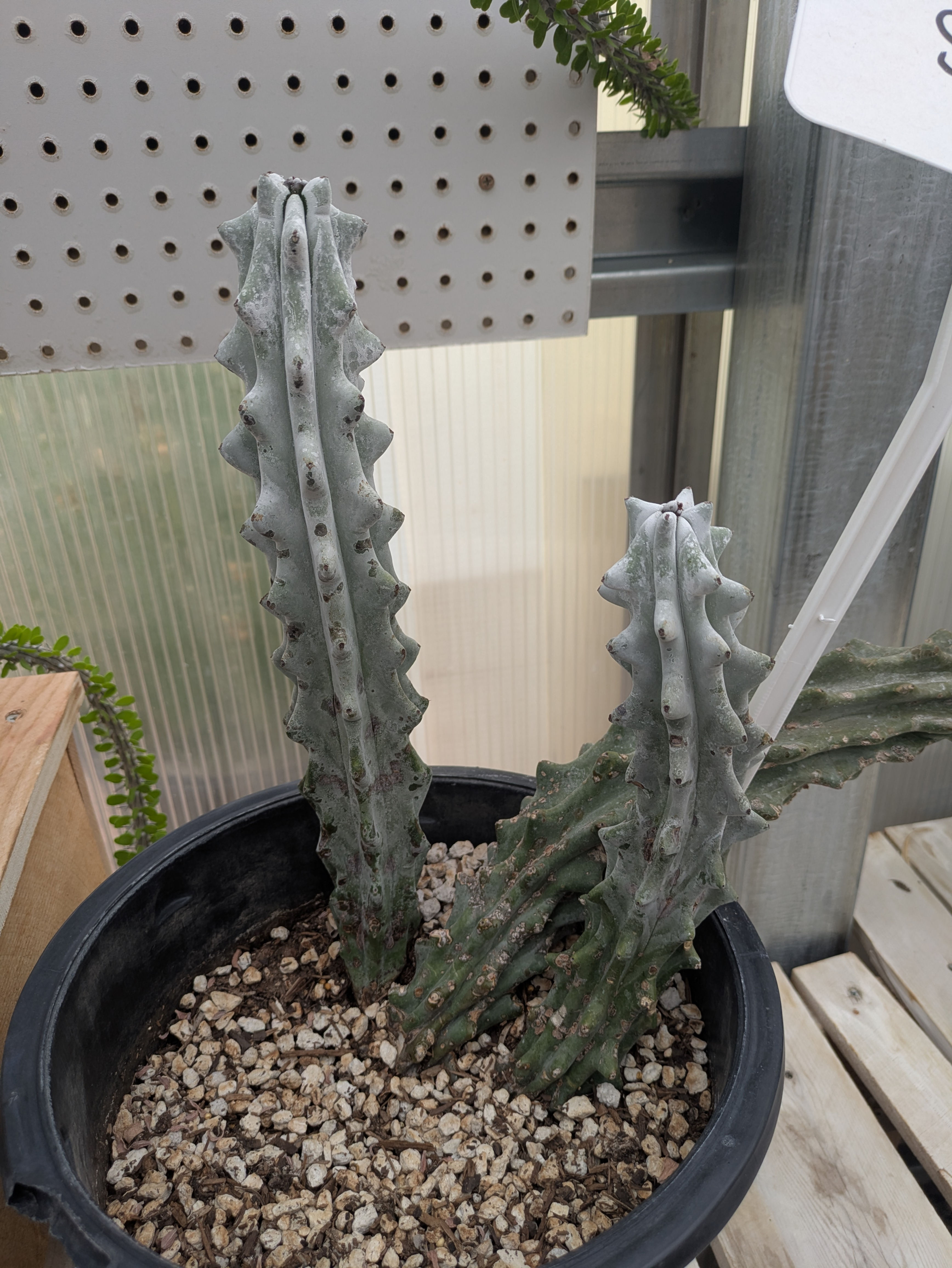 Stenocereus beneckei