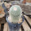 Thumbnail: Mammillaria Geminispina "Twin Spine"