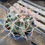 Thumbnail: Ferocactus Covilei