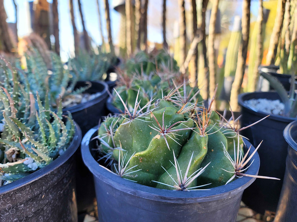Thumbnail: Ferocactus Robustus