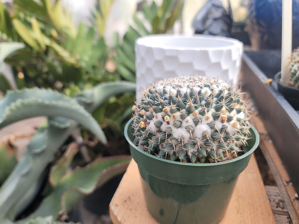 Thumbnail: Mammillaria Chionocephala
