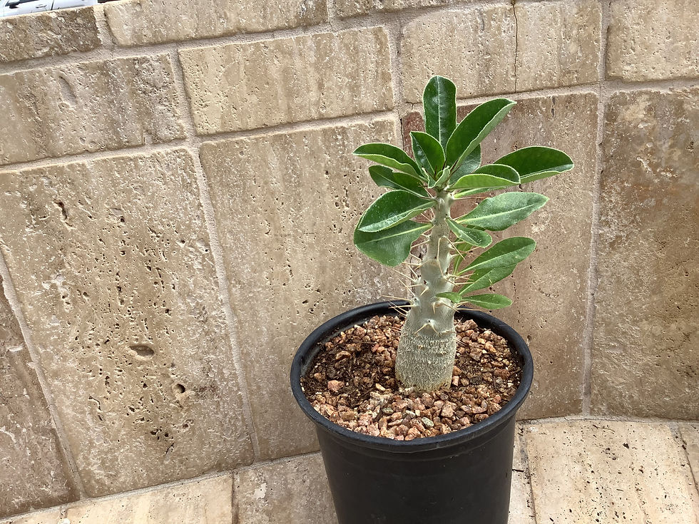 Thumbnail: Pachypodium horembense