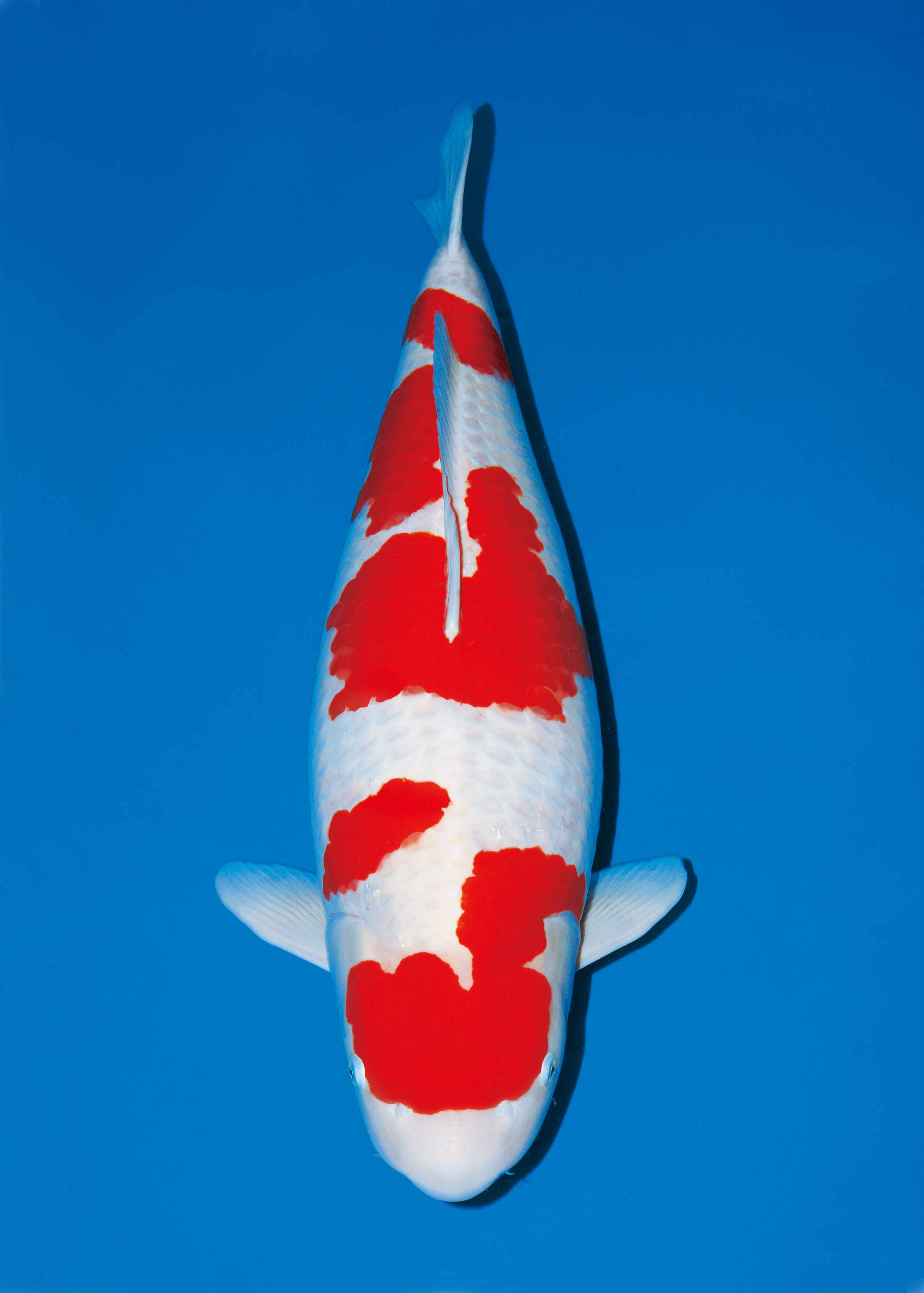 KOHAKU