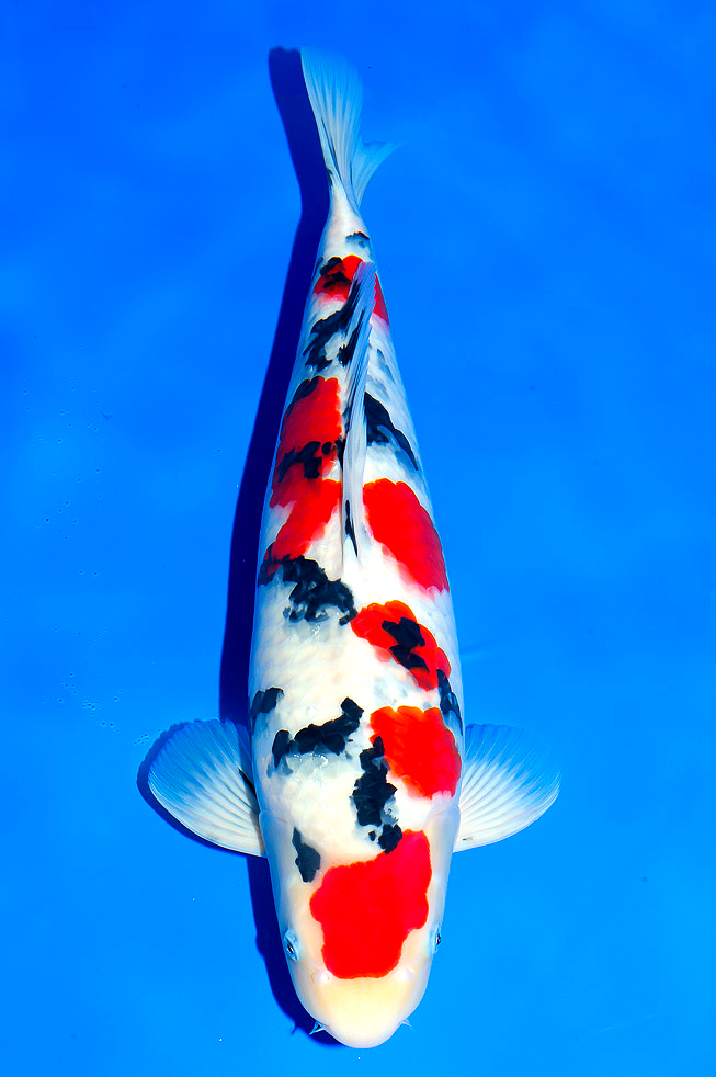 TAISHŌ SANSHOKU