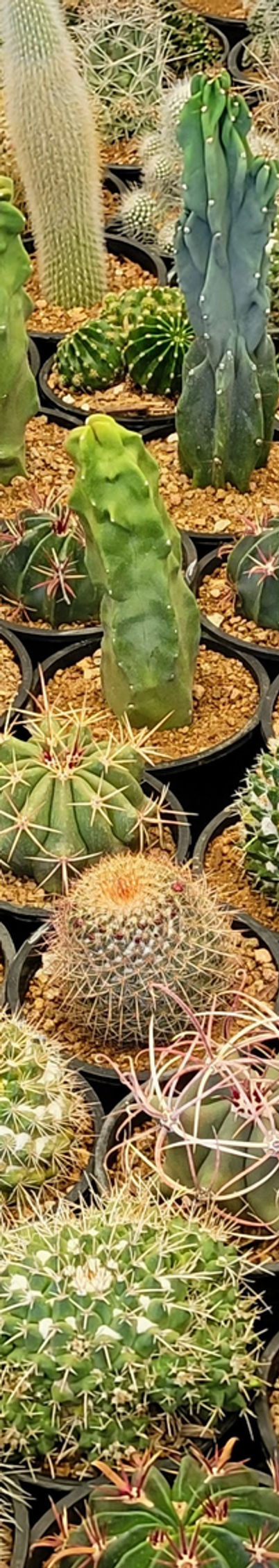 san pedro cactus purchase Shop 'San Pedro Cactus - Echinopsis pachanoi' Care and Growing Guide main image 0