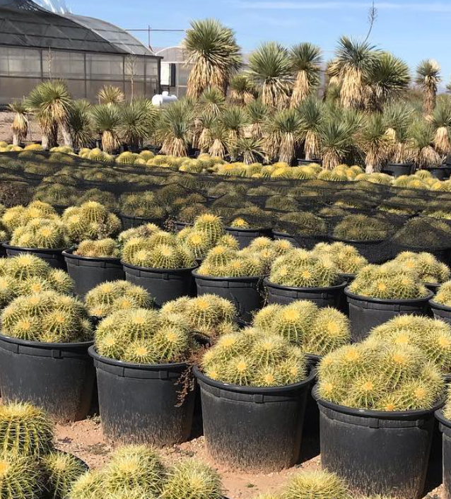 Tucson Cactus Koi Koi Fish Cactus Succulent Nursery Tucson Arizona