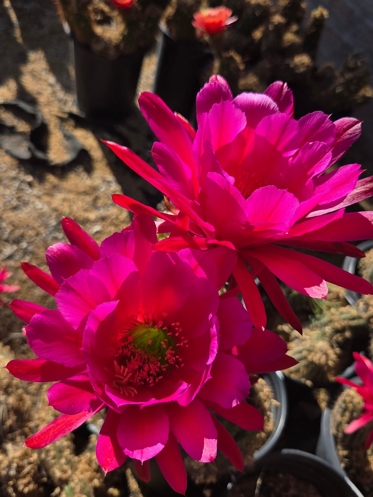 Trichocereus ‘Glorious’