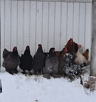 DSC_0054.JPG