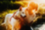 AdobeStock_207675519.jpeg