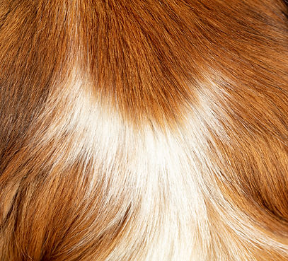 AdobeStock_395073245.jpeg