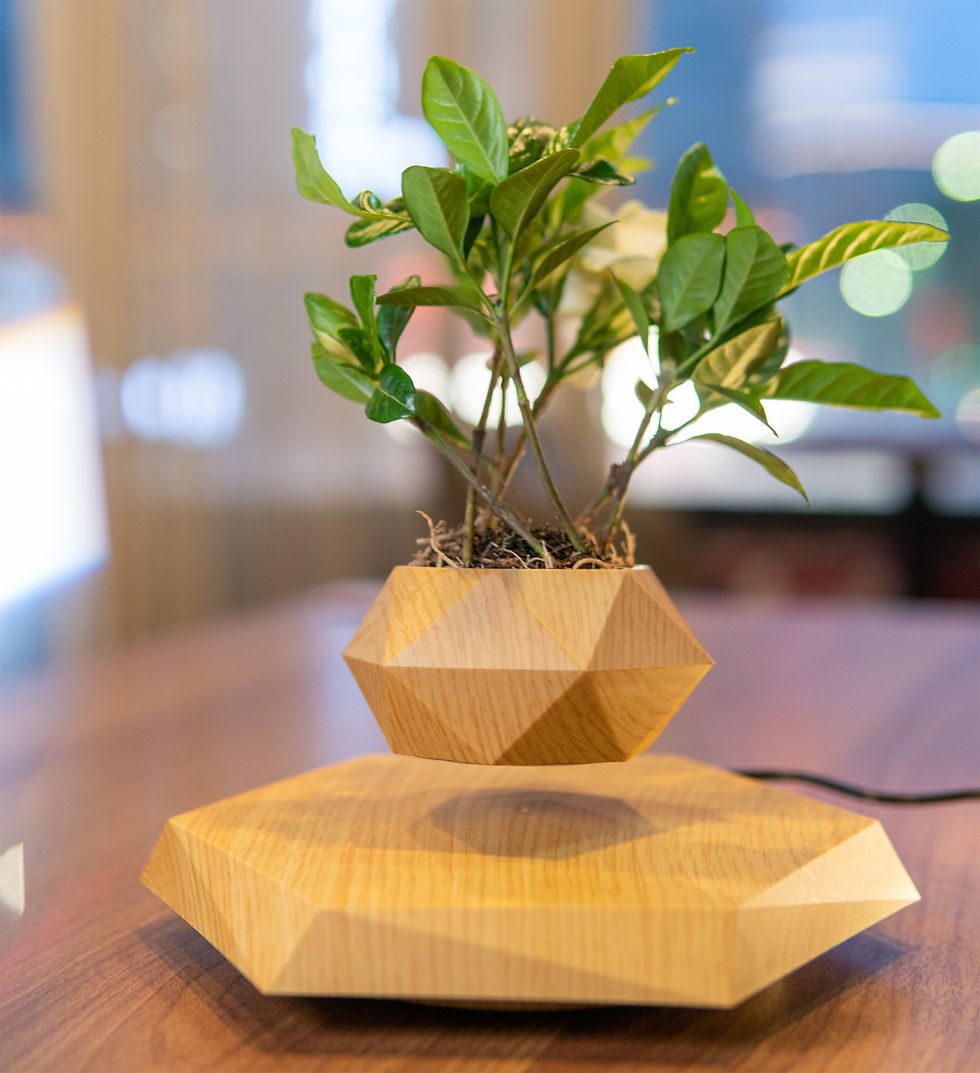 Air Bonsai Floating Levitating Flower and Plant Pot
