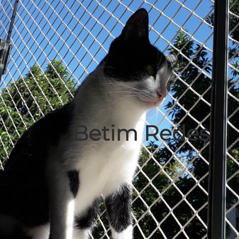 Redes de proteção para gatos betim