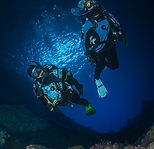 PADI4.jpeg