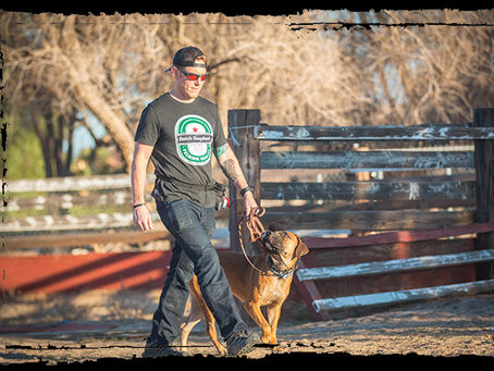 12 Rules Of Dog Training