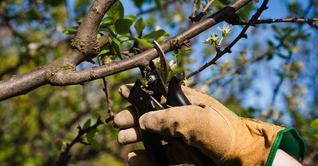 PODA Y TALA DE ÁRBOLES