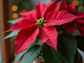 Essential Guide to Installing and Caring for Holiday Plants Like Poinsettias