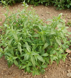 Andrographis paniculata plant growing on Volcano Farm & Apothecary on the Big Island of Hawaiʻi