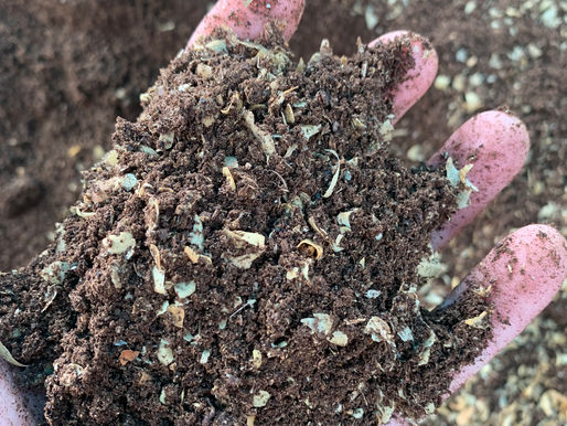 Regenerative macadamia & coffee parchment substrate for growing mushrooms in Hawaii