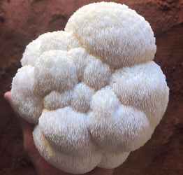 Thumbnail: Lion's Mane Dual Extract Powder