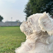 pet boarding staff