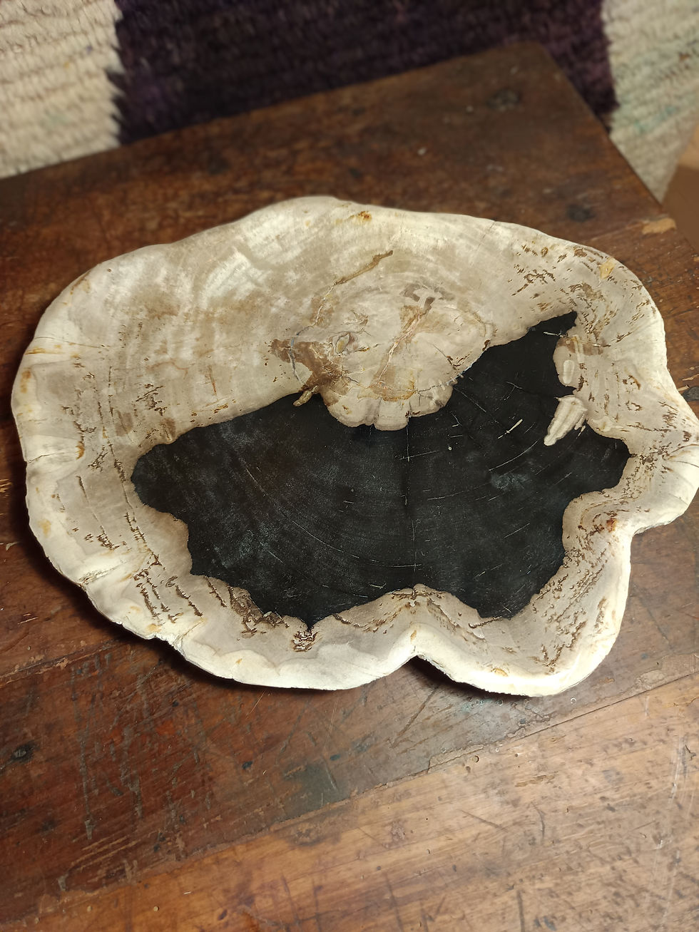 Miniature : Grand Plat "St Jacques" Bois Pétrifié