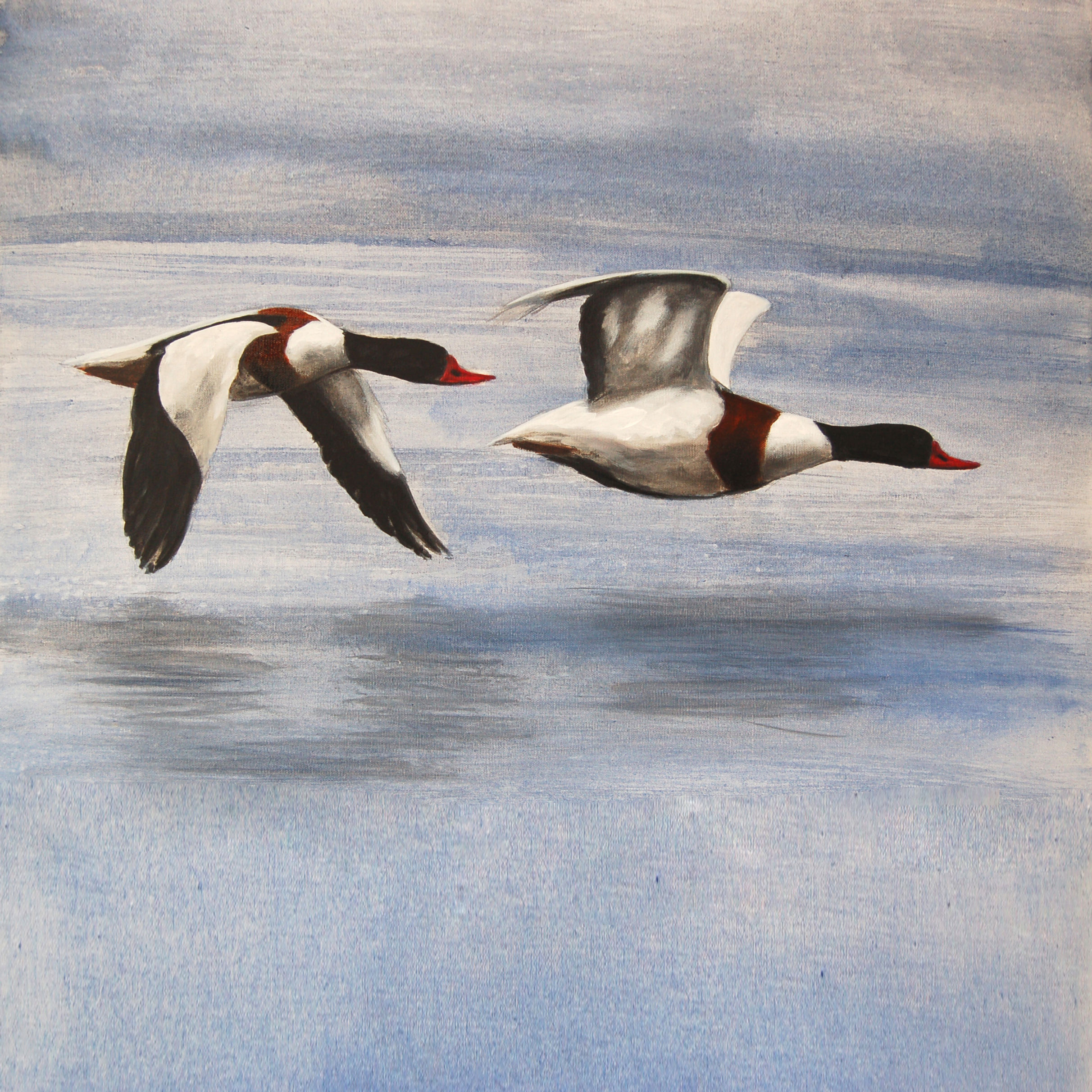 Shelducks