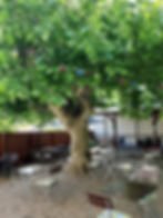 Zum Schwanen Außenbereich.jpg