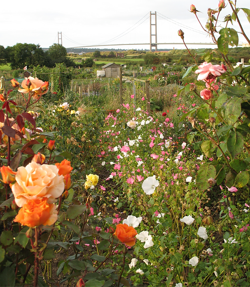 Useful Links Barton upon Humber Allotment Society