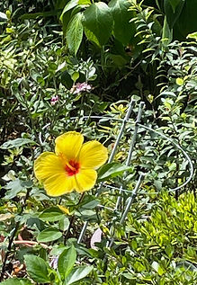 image0.jpeg