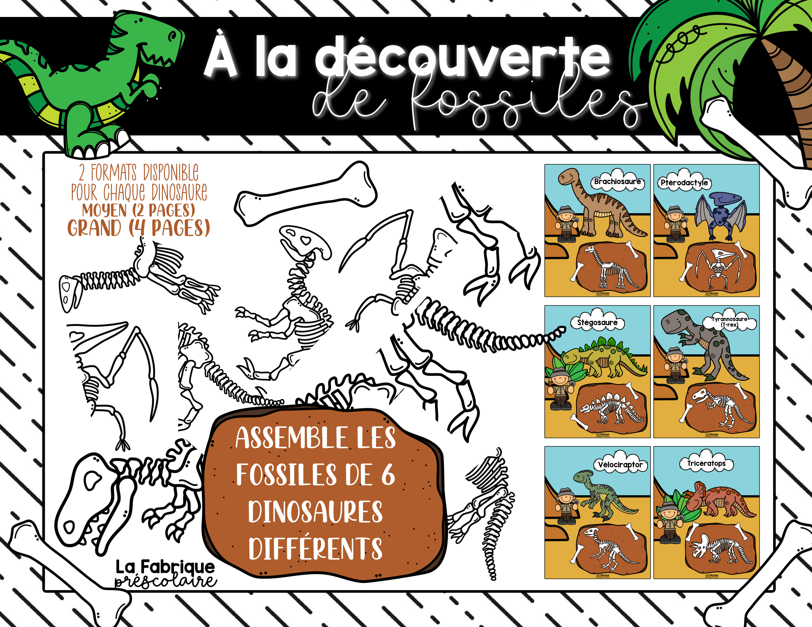 À la découverte des fossiles