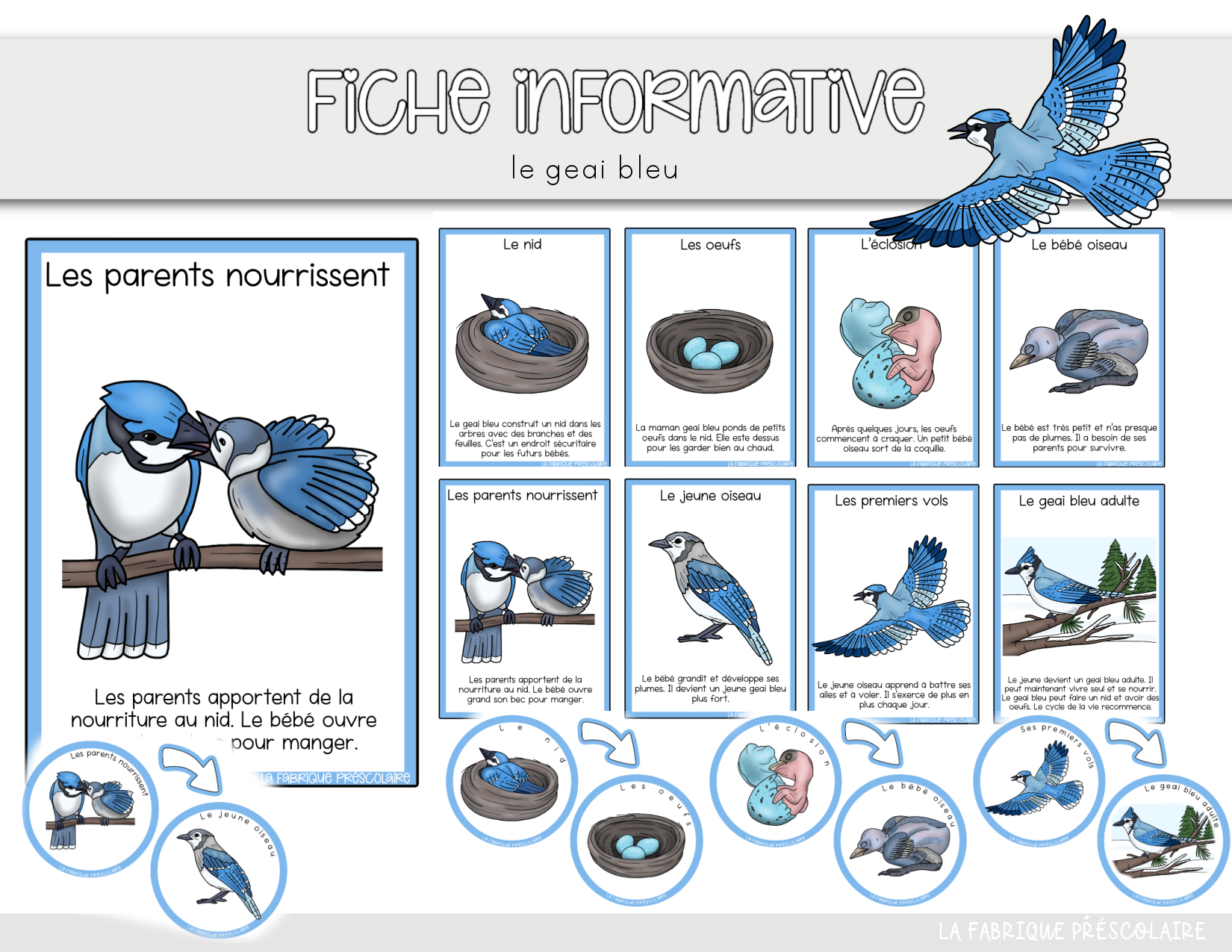 Fiche informative du geai bleu