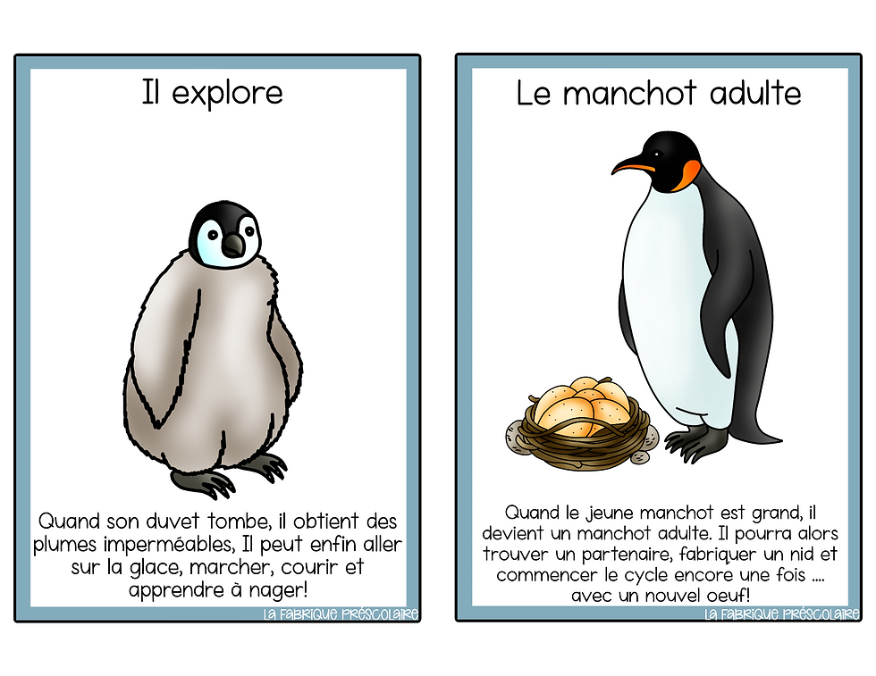 Miniature : Fiche informative du petit manchot