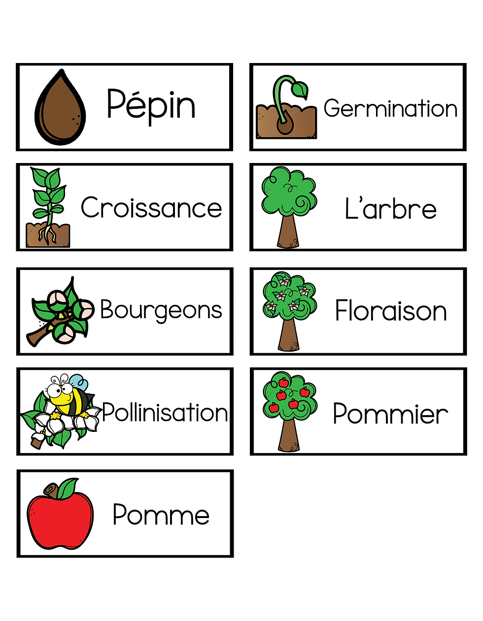Miniature : Le cycle de la vie de la pomme