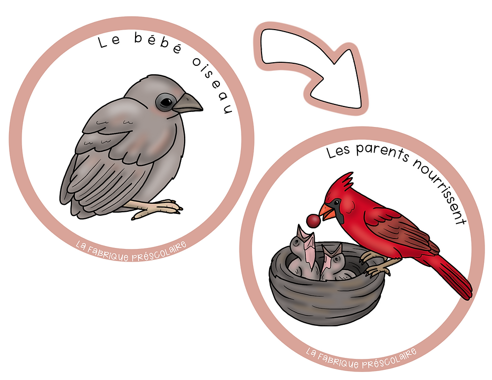 Miniature : Fiche informative du cardinal rouge