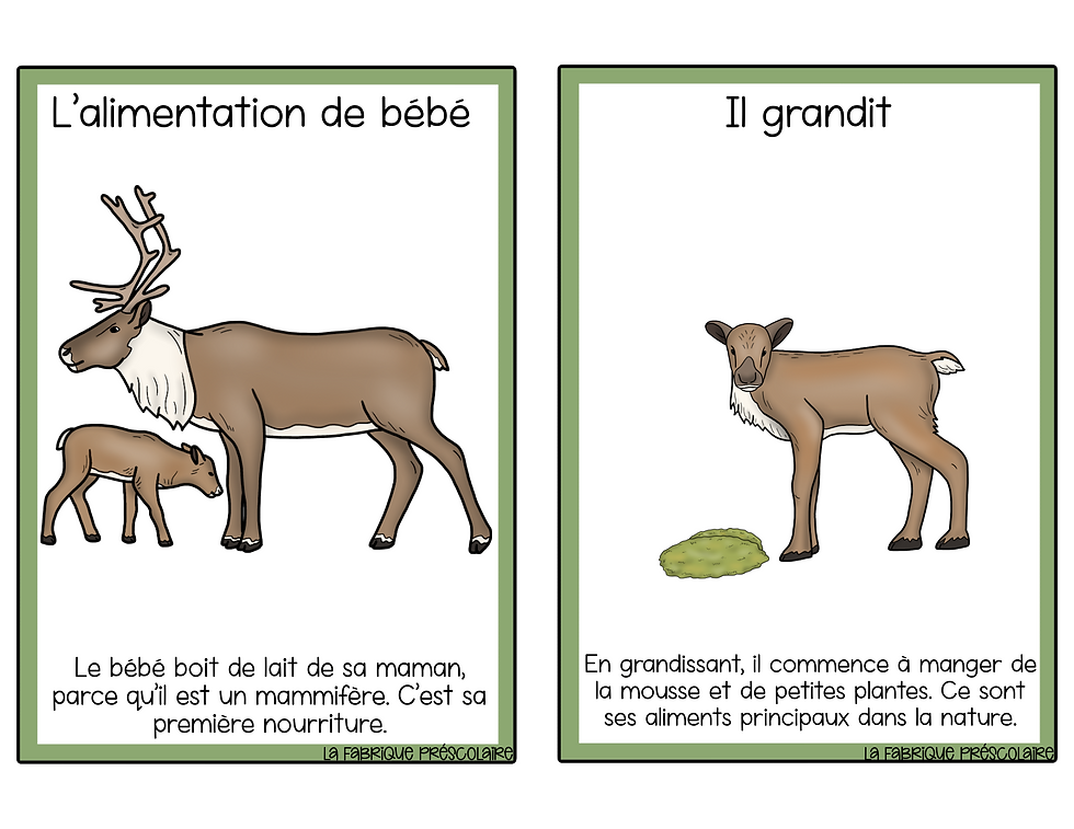 Miniature : Fiche informative du Renne