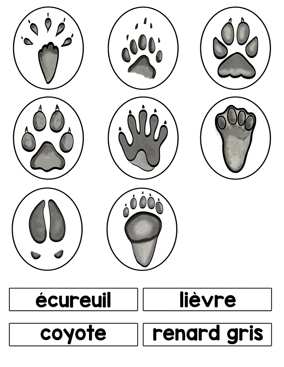 Miniature : Les empreintes des animaux de la forêt
