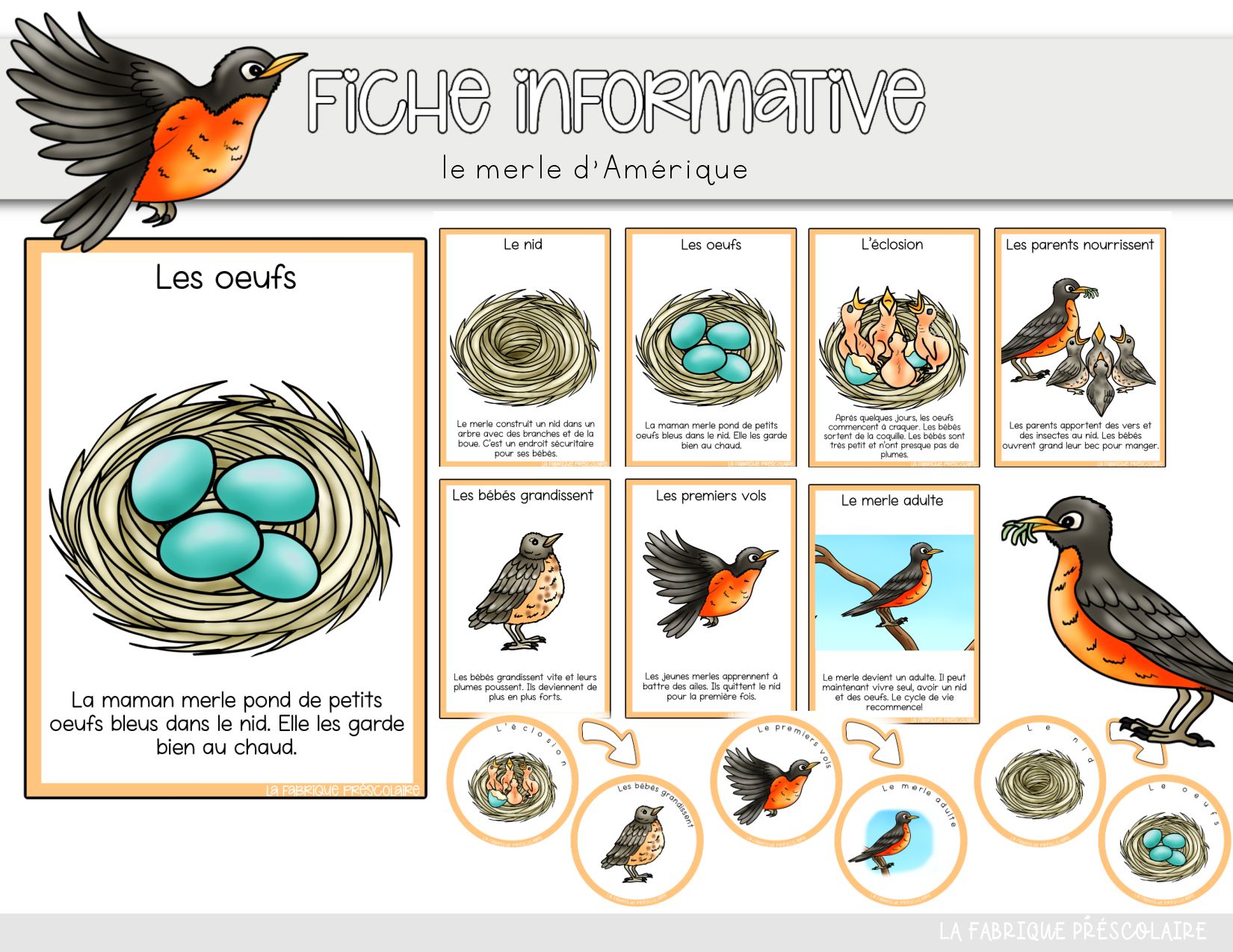 Fiche informative le merle d'Amérique