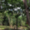 backyard.JPG