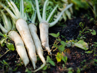 White Veggies for the Lunar New Year!