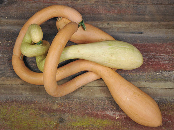 Rampicante Zucchini