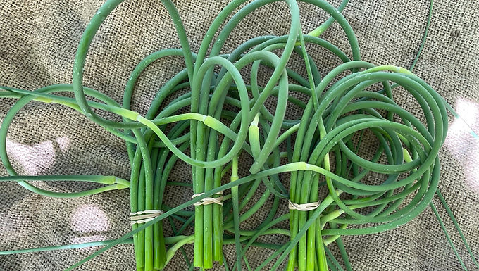 Garlic scapes