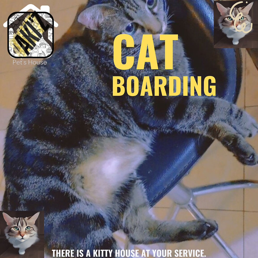 Cat Boarding offer_edited.jpg
