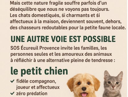 Solutions pour sauver les écureuils roux : Sensibiliser le public à l’impact des chats et proposer une bonne solution.