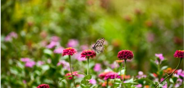 Field of Flowers
