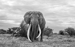 Craig, Amboseli, Kenya, 2025